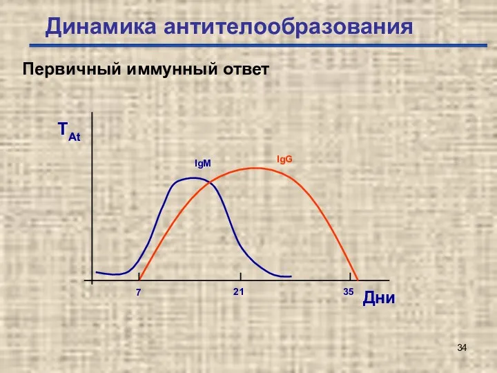 Динамика антителообразования Первичный иммунный ответ ТAt Дни 7 21 35 IgG IgM