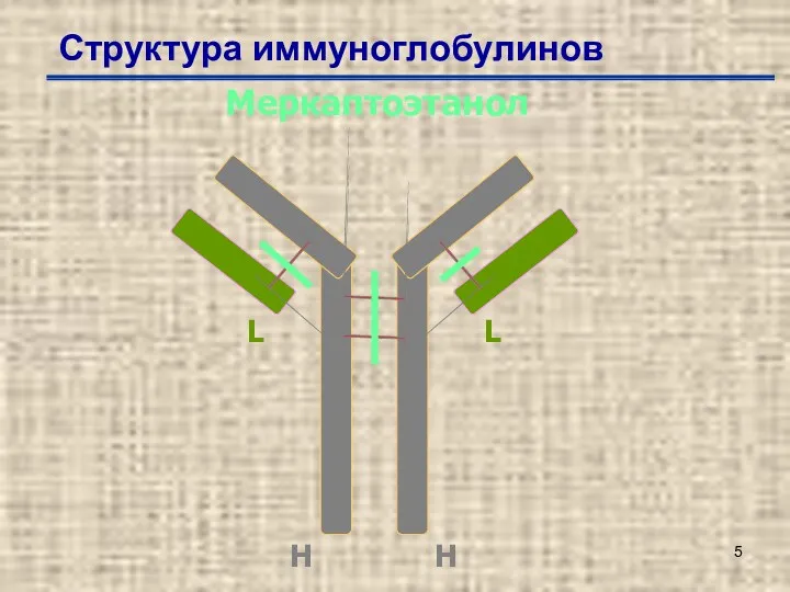 Структура иммуноглобулинов Меркаптоэтанол