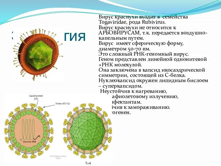 Этиология Вирус краснухи входит в семейства Togaviridae, рода Rubivirus. Вирус