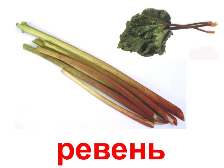 ревень