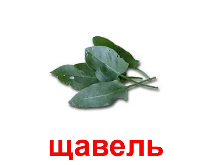 щавель