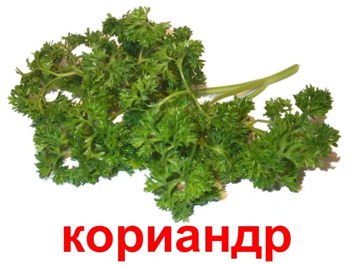 кориандр