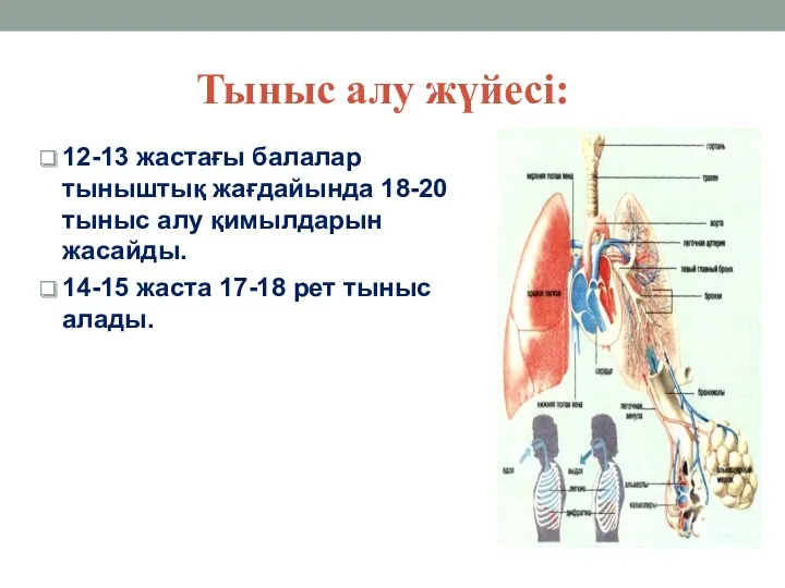 Тыныс алу жүйесі: 12-13 жастағы балалар тыныштық жағдайында 18-20 тыныс