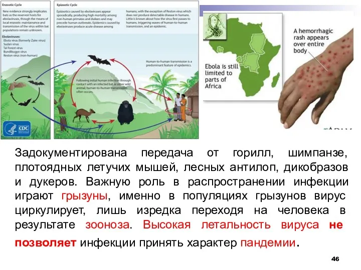 Задокументирована передача от горилл, шимпанзе, плотоядных летучих мышей, лесных антилоп,