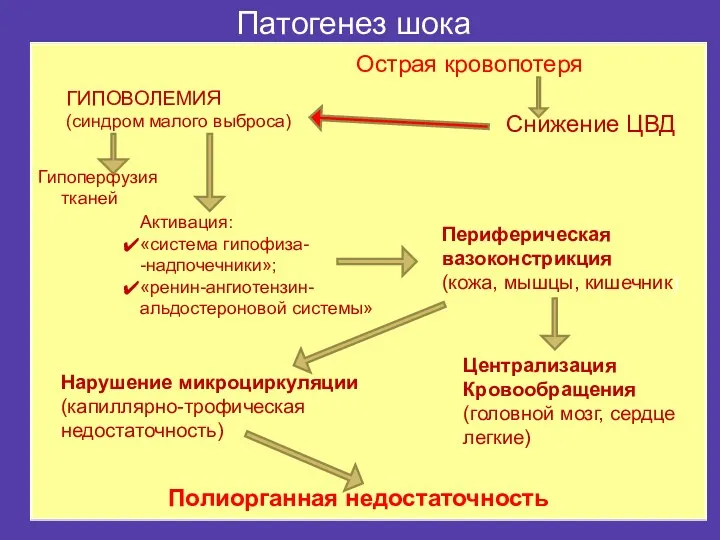 Патогенез шока Острая кровопотеря Снижение ЦВД Активация: «система гипофиза- -надпочечники»;