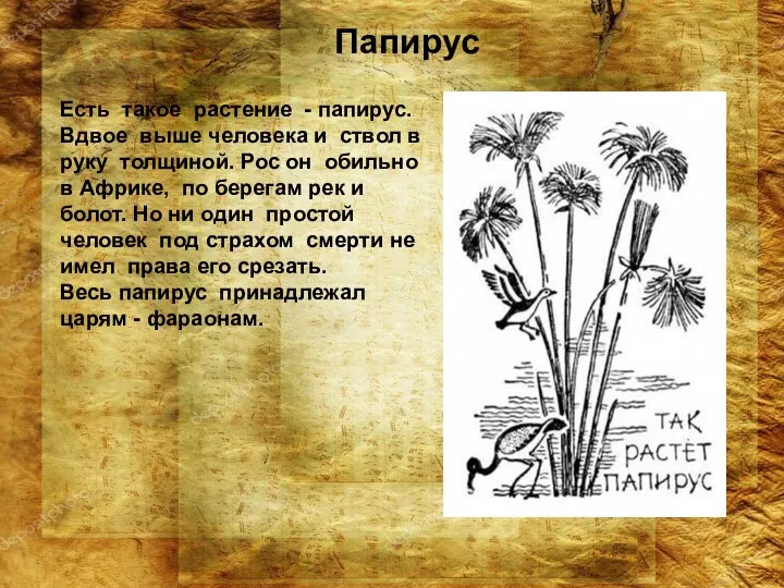 Есть такое растение - папирус. Вдвое выше человека и ствол в руку толщиной.