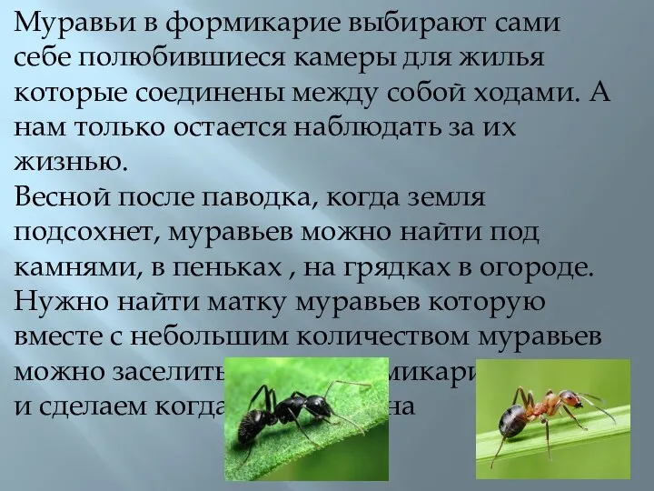 Муравьи в формикарие выбирают сами себе полюбившиеся камеры для жилья