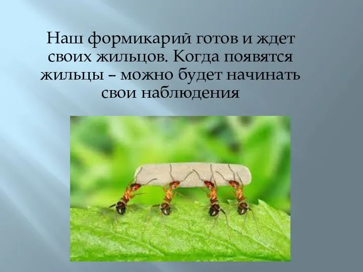 Наш формикарий готов и ждет своих жильцов. Когда появятся жильцы – можно будет начинать свои наблюдения