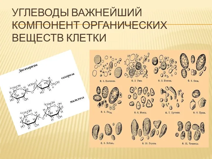 УГЛЕВОДЫ ВАЖНЕЙШИЙ КОМПОНЕНТ ОРГАНИЧЕСКИХ ВЕЩЕСТВ КЛЕТКИ