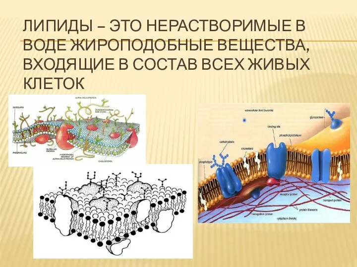 ЛИПИДЫ – ЭТО НЕРАСТВОРИМЫЕ В ВОДЕ ЖИРОПОДОБНЫЕ ВЕЩЕСТВА, ВХОДЯЩИЕ В СОСТАВ ВСЕХ ЖИВЫХ КЛЕТОК