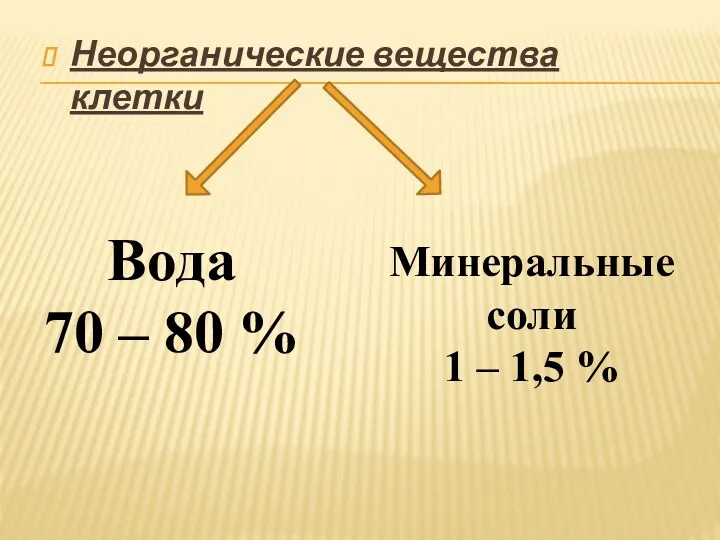 Неорганические вещества клетки Вода 70 – 80 % Минеральные соли 1 – 1,5 %