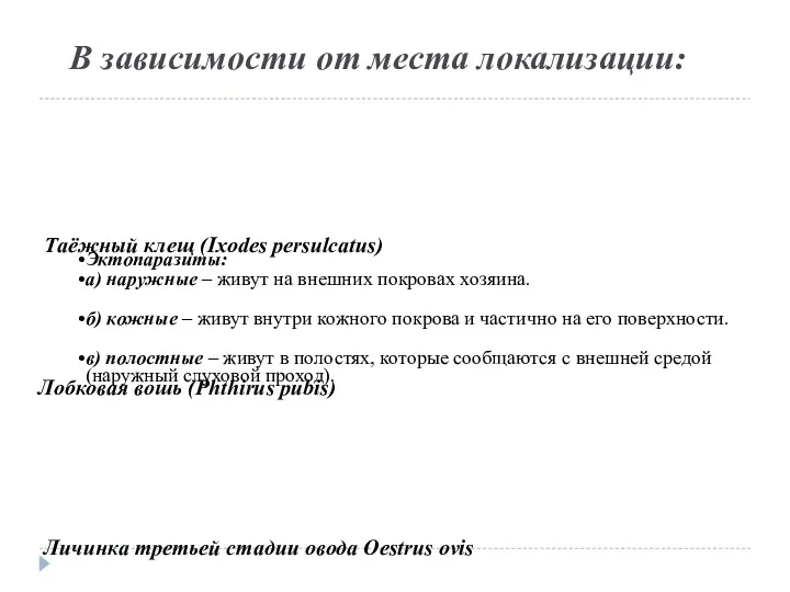 В зависимости от места локализации: Эктопаразиты: а) наружные – живут