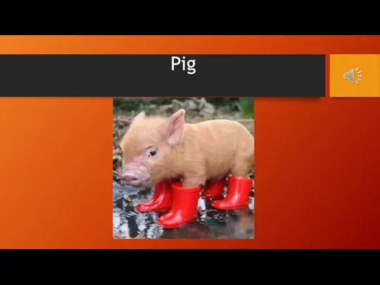 Pig