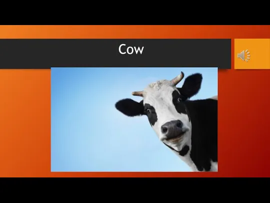 Cow