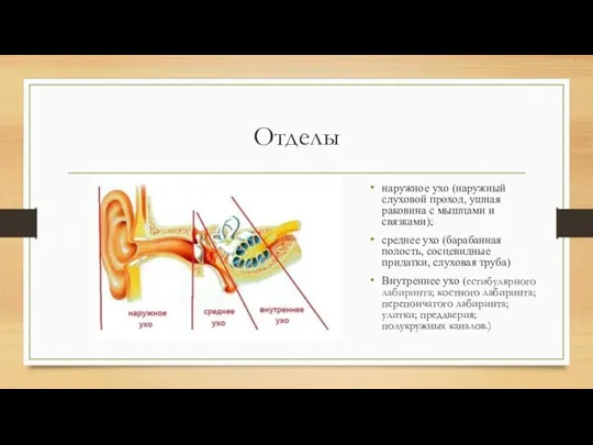 Отделы наружное ухо (наружный слуховой проход, ушная раковина с мышцами