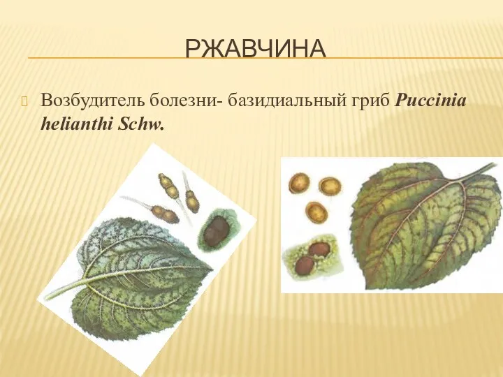 РЖАВЧИНА Возбудитель болезни- базидиальный гриб Puccinia helianthi Schw.