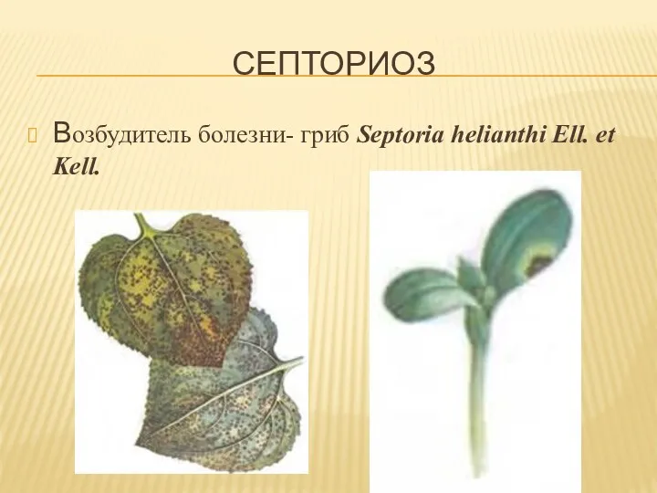 СЕПТОРИОЗ Возбудитель болезни- гриб Septoria helianthi Ell. et Kell.