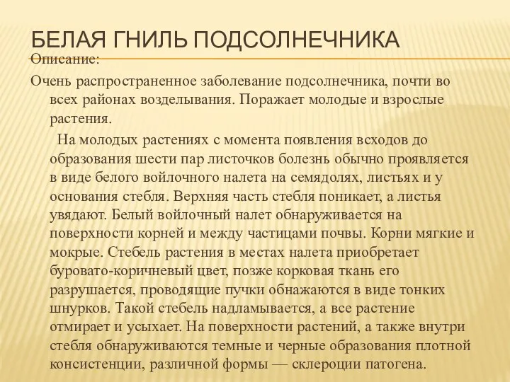 БЕЛАЯ ГНИЛЬ ПОДСОЛНЕЧНИКА Описание: Очень распространенное заболевание подсолнечника, почти во