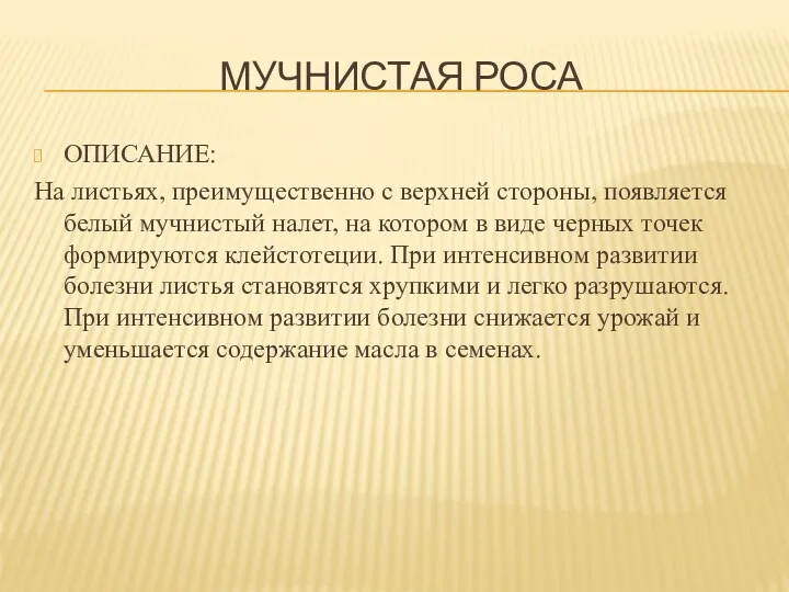 МУЧНИСТАЯ РОСА ОПИСАНИЕ: На листьях, преимущественно с верхней стороны, появляется