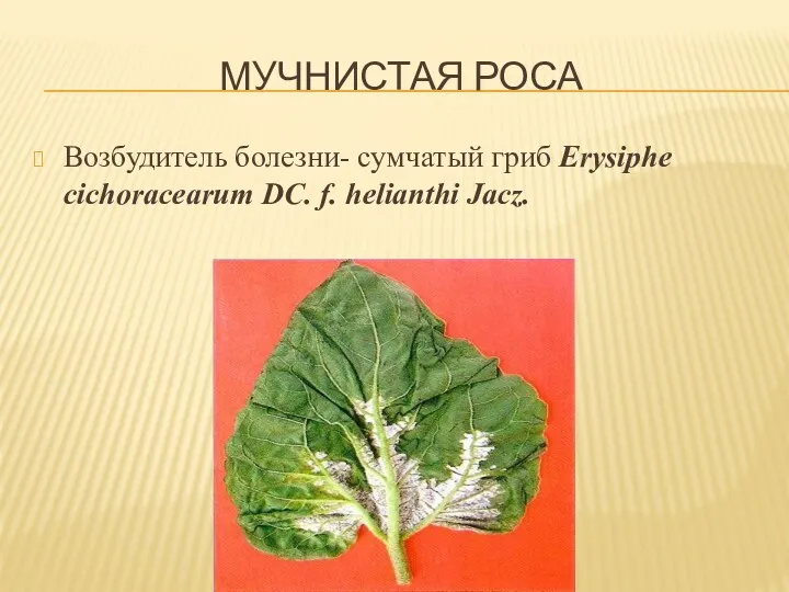 МУЧНИСТАЯ РОСА Возбудитель болезни- сумчатый гриб Erysiphe cichoracearum DC. f. helianthi Jacz.