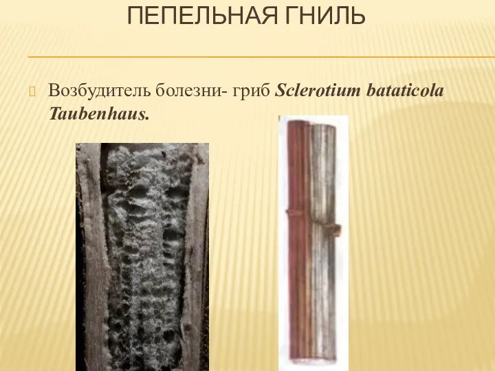 ПЕПЕЛЬНАЯ ГНИЛЬ Возбудитель болезни- гриб Sclerotium bataticola Taubenhaus.