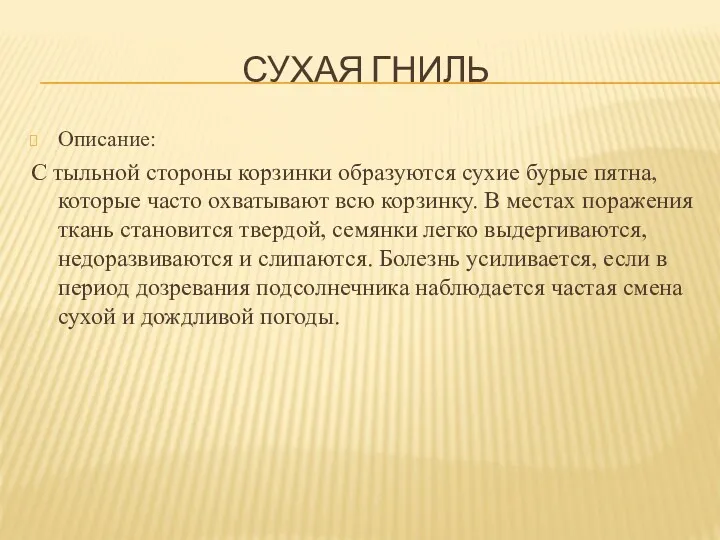 СУХАЯ ГНИЛЬ Описание: С тыльной стороны корзинки образуются сухие бурые