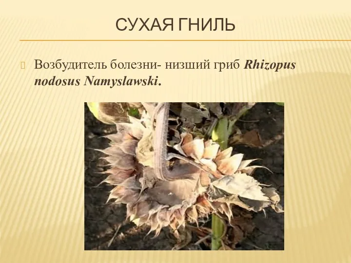 СУХАЯ ГНИЛЬ Возбудитель болезни- низший гриб Rhizopus nodosus Namyslawski.