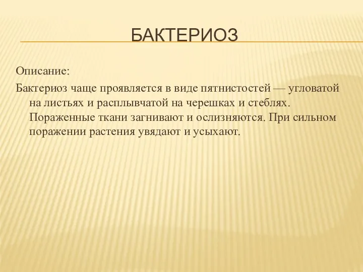 БАКТЕРИОЗ Описание: Бактериоз чаще проявляется в виде пятнистостей — угловатой