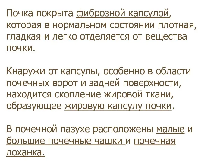 Почка покрыта фиброзной капсулой, которая в нормальном состоянии плотная, гладкая