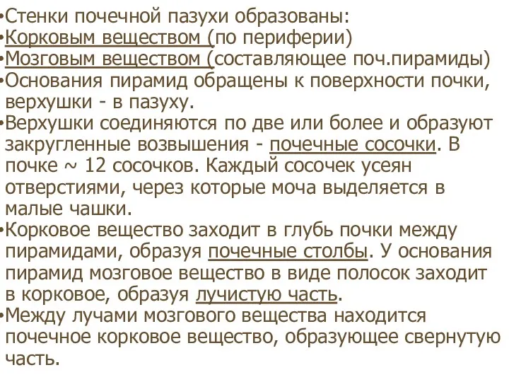 Стенки почечной пазухи образованы: Корковым веществом (по периферии) Мозговым веществом