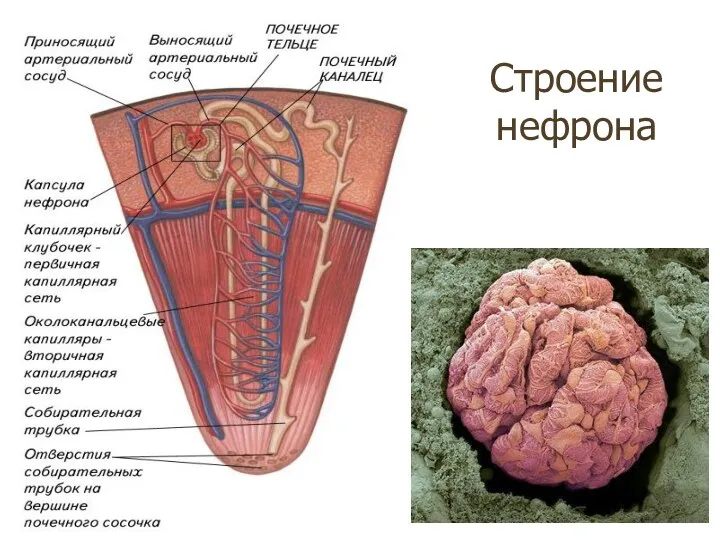 Строение нефрона