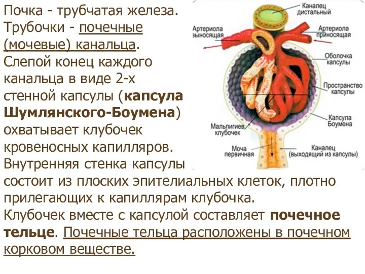 Почка - трубчатая железа. Трубочки - почечные (мочевые) канальца. Слепой