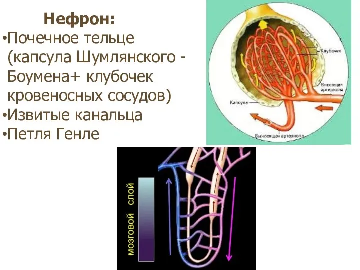 Нефрон: Почечное тельце (капсула Шумлянского -Боумена+ клубочек кровеносных сосудов) Извитые канальца Петля Генле