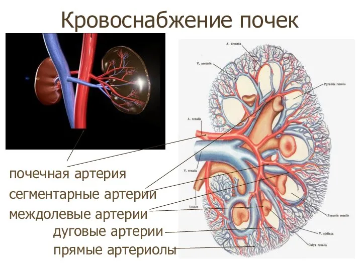 Кровоснабжение почек почечная артерия сегментарные артерии междолевые артерии дуговые артерии прямые артериолы