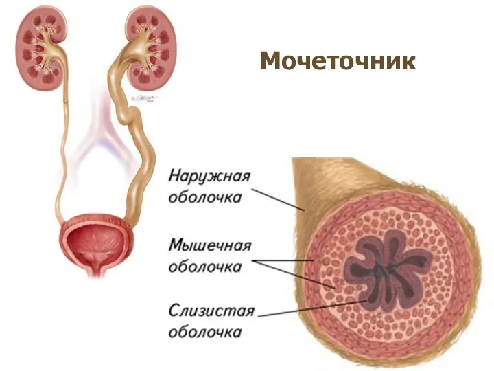 Мочеточник