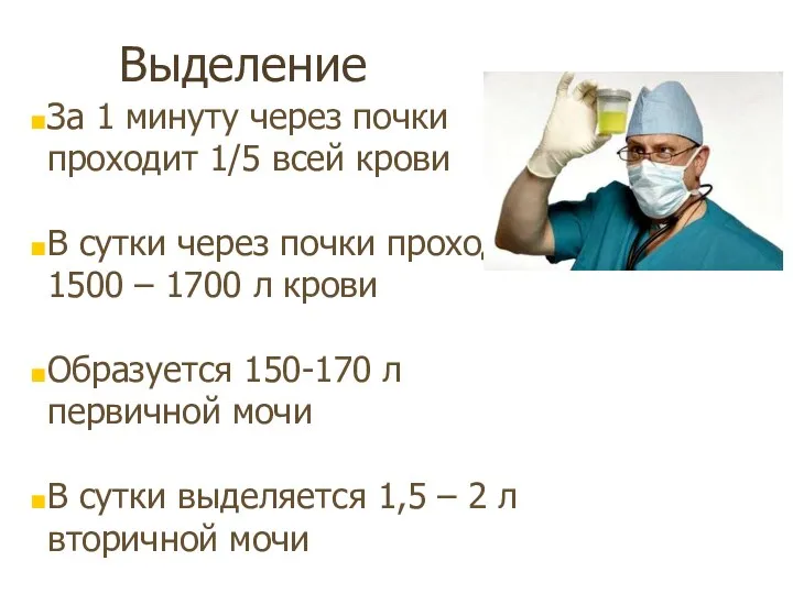 Выделение За 1 минуту через почки проходит 1/5 всей крови