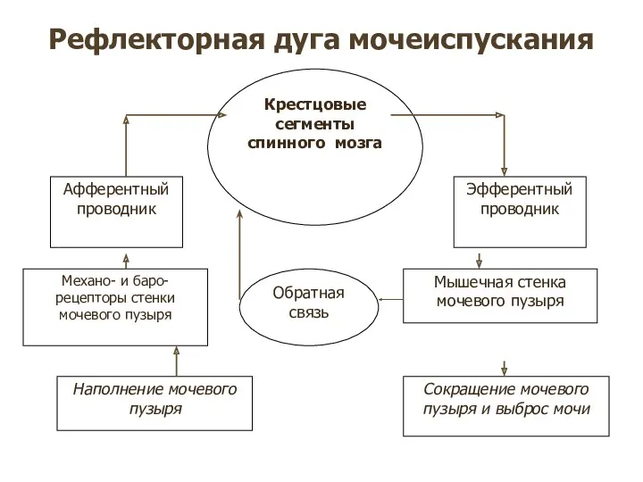 Рефлекторная дуга мочеиспускания