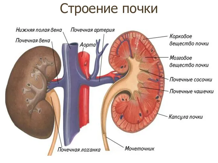 Строение почки