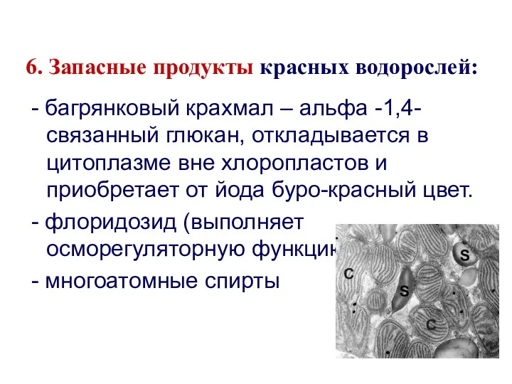 6. Запасные продукты красных водорослей: - багрянковый крахмал – альфа