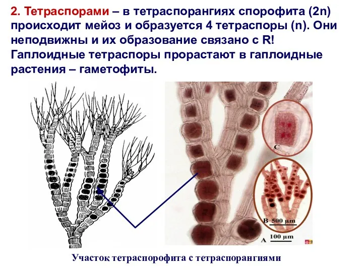 2. Тетраспорами – в тетраспорангиях спорофита (2n) происходит мейоз и