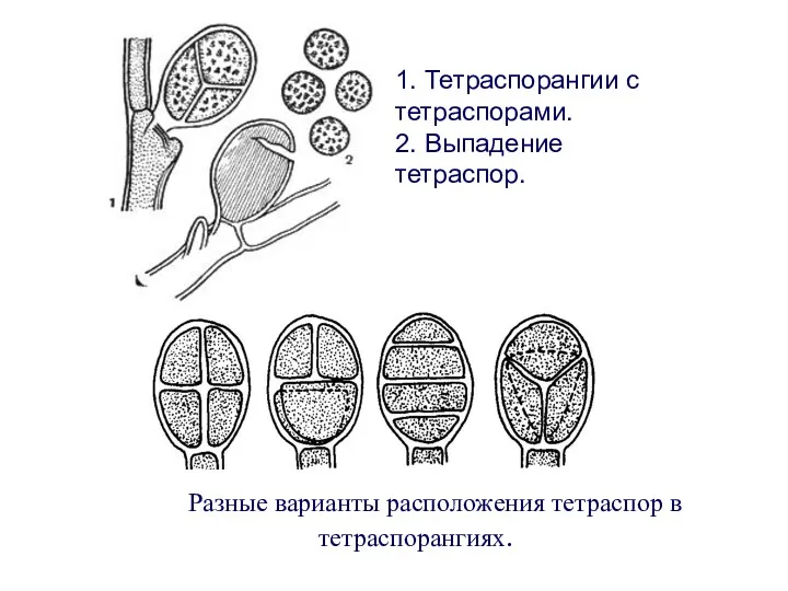 Разные варианты расположения тетраспор в тетраспорангиях. 1. Тетраспорангии с тетраспорами. 2. Выпадение тетраспор.