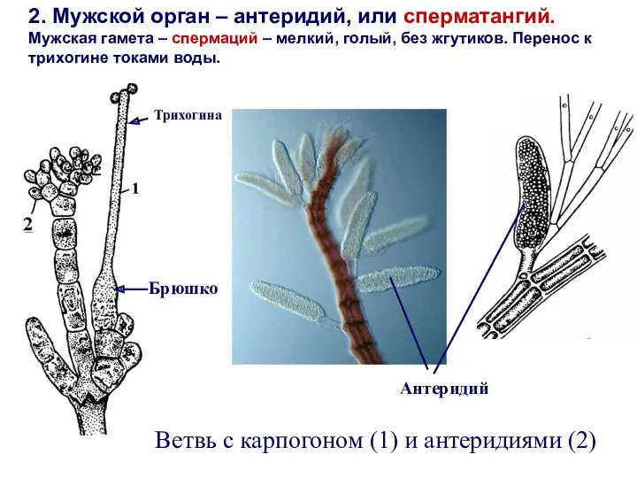 2. Мужской орган – антеридий, или сперматангий. Мужская гамета –