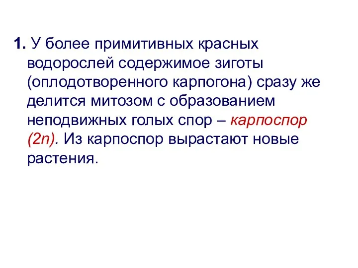 1. У более примитивных красных водорослей содержимое зиготы (оплодотворенного карпогона)