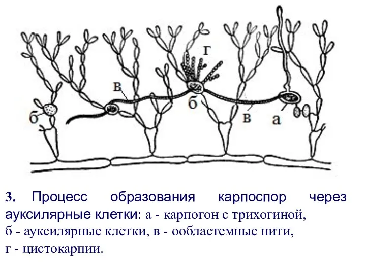 3. Процесс образования карпоспор через ауксилярные клетки: а - карпогон