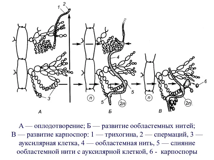 A — оплодотворение; Б — развитие ообластемных нитей; В —