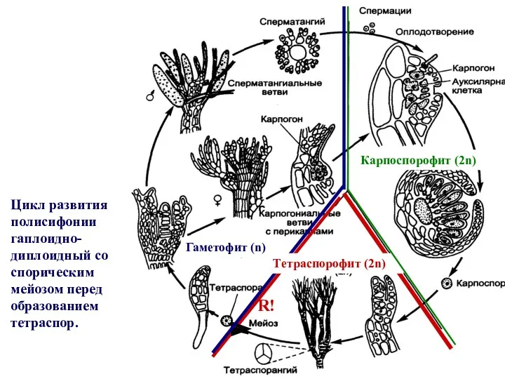 Цикл развития полисифонии гаплоидно-диплоидный со спорическим мейозом перед образованием тетраспор.