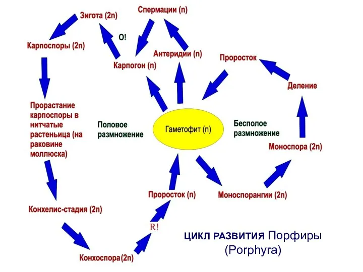 ЦИКЛ РАЗВИТИЯ Порфиры (Porphyra)