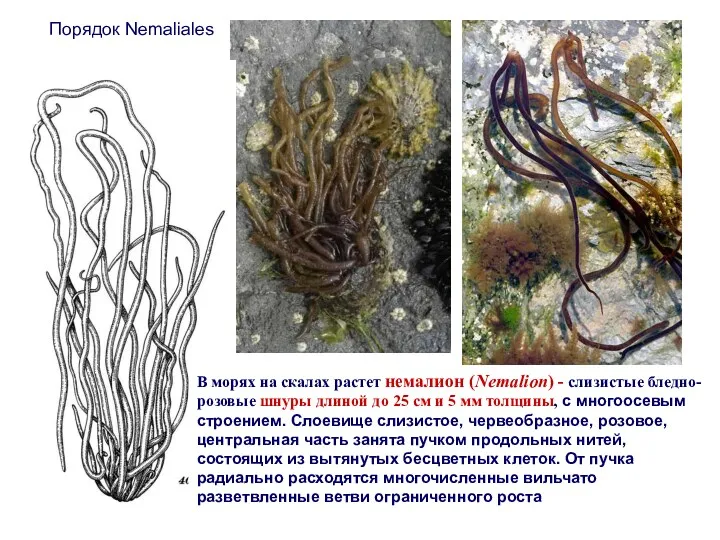 Порядок Nemaliales В морях на скалах растет немалион (Nemalion) -