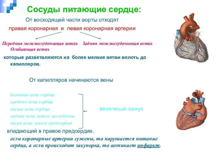 Сосуды питающие сердце: От восходящей части аорты отходят правая коронарная и левая коронарная