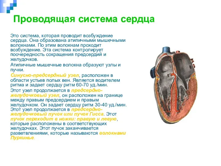 Проводящая система сердца Это система, которая проводит возбуждение сердца. Она образована атипичными мышечными